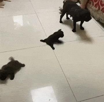 动图封面