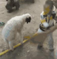动图封面